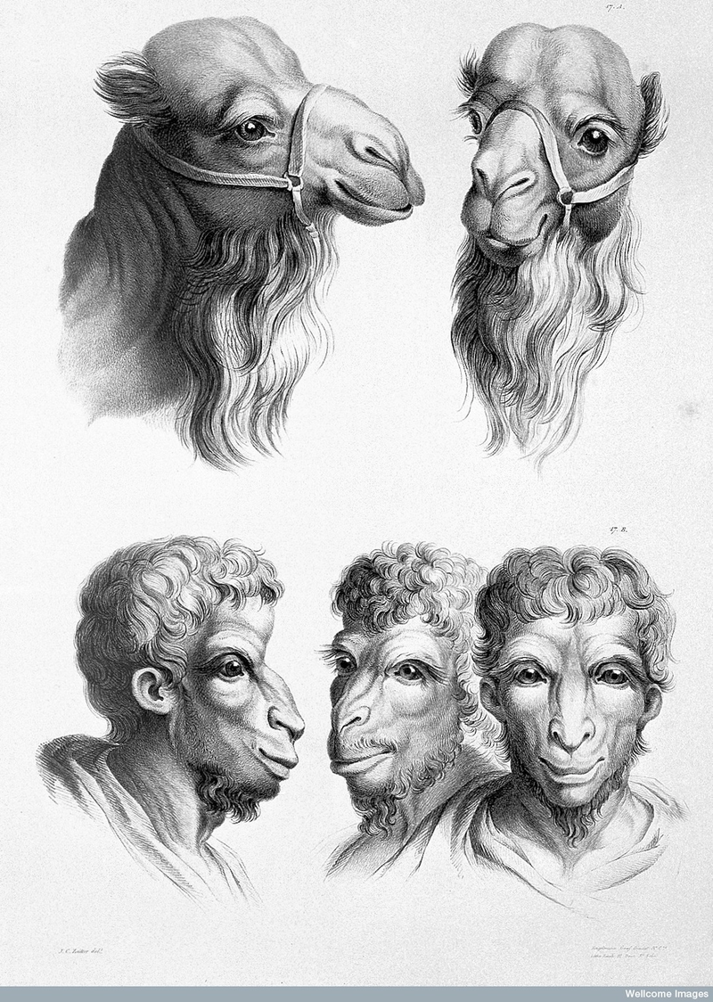 Illustration for article titled Baroque-Era Drawings Reveal Early Ideas About Evolution